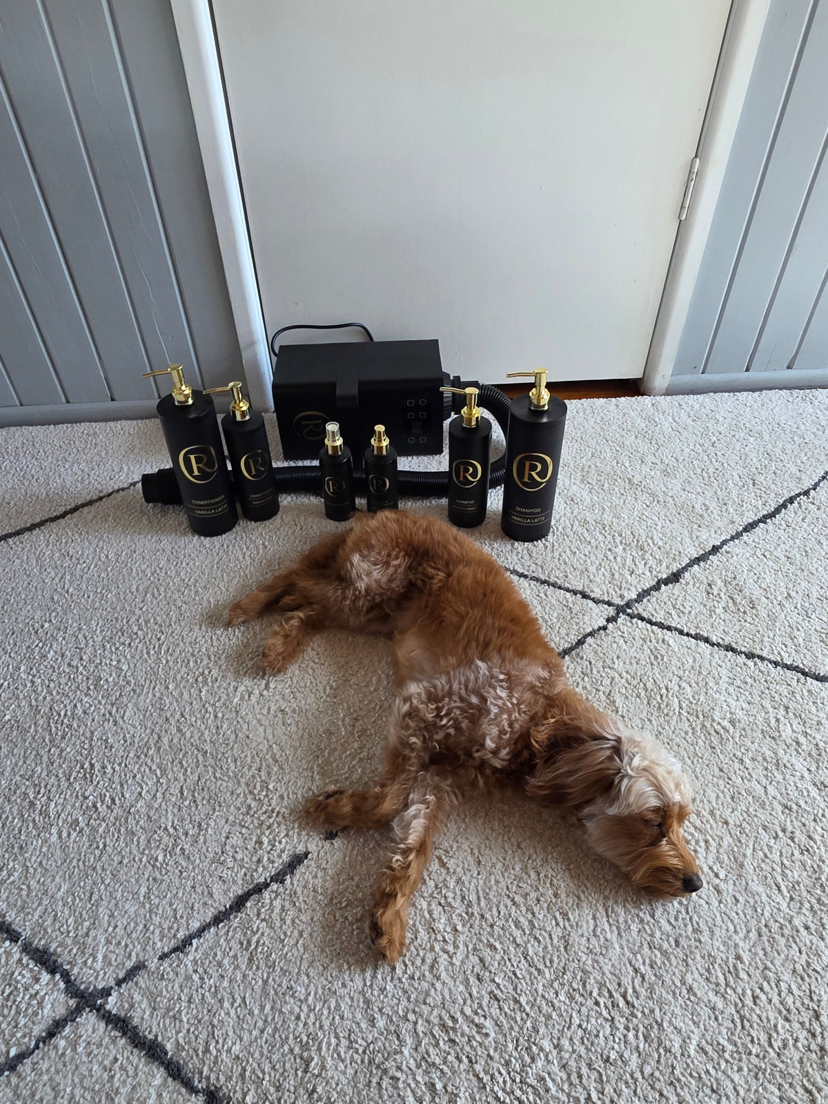 The Complete Oodle Coat Care Guide: Brushing, Bathing & Preventing Matting