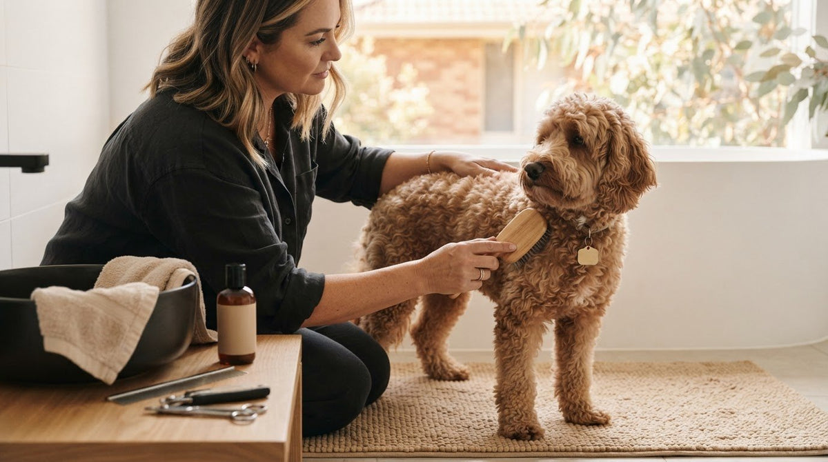 Lower-Cost Dog Grooming Options for Pet Owners