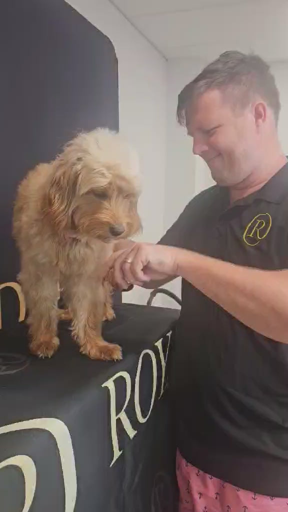 Royal Oodle Signature Comb